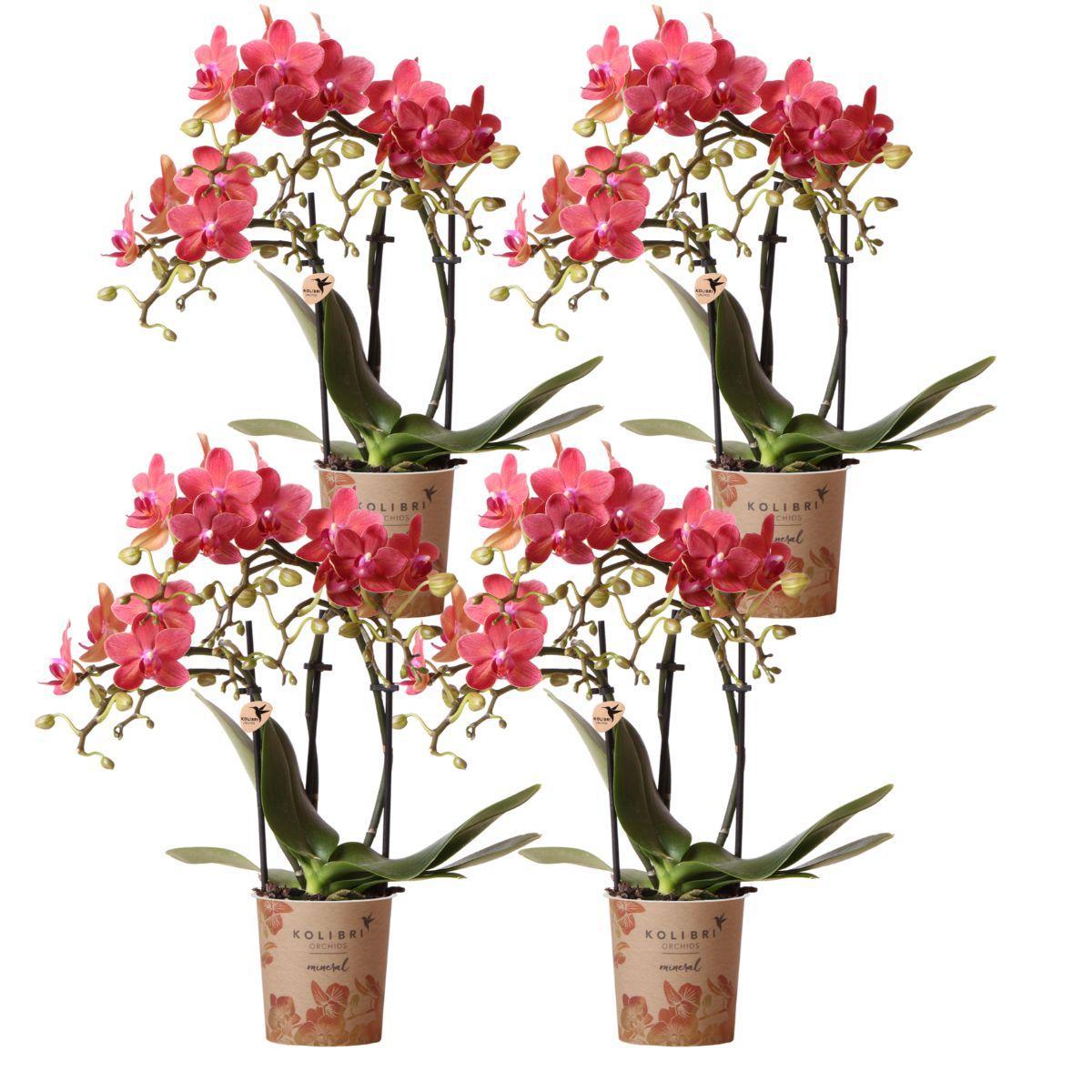 OFERTA COMBI de 4 Orquídeas naranjas - Congo - maceta de 9cm 