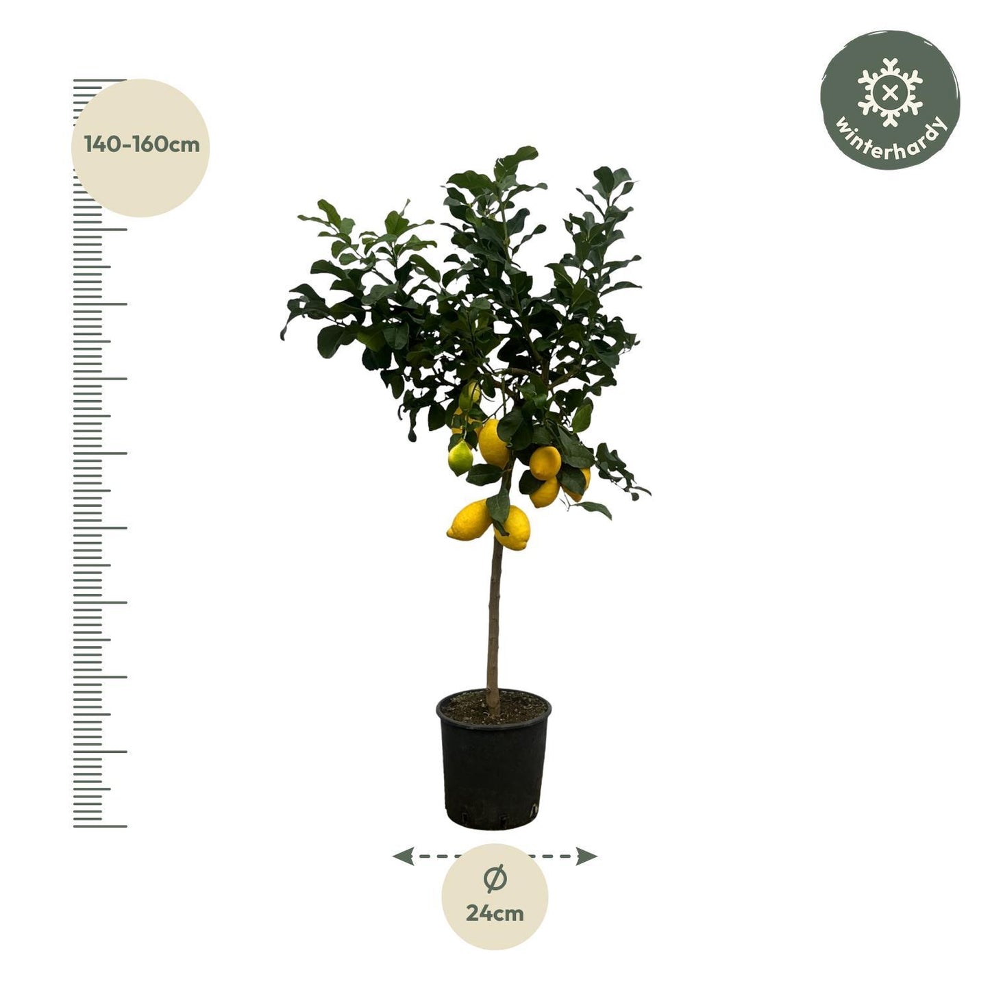 Citrus Lemon tree - 150 cm - 24cm