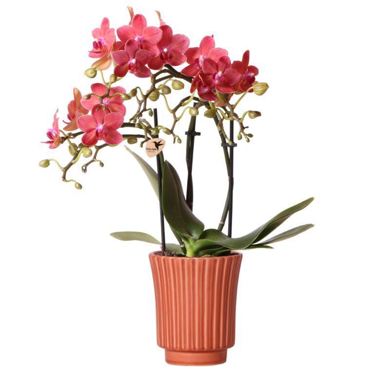 Rode Orchidee – Congo + Retro Terracotta Pot – Potmaat 9cm – Hoogte 40cm