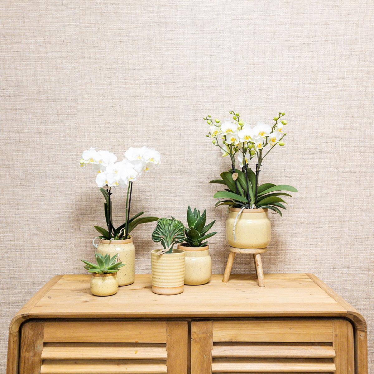 Yellow Orchid + Vintage khaki pots + Bamboo Tray