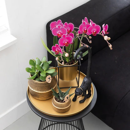 OFERTA COMBI de 2 Orquídeas Moradas - Morelia - maceta 9cm