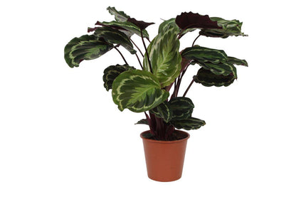 Medallón de Calathea - Altura 80 cm - Maceta 19 cm