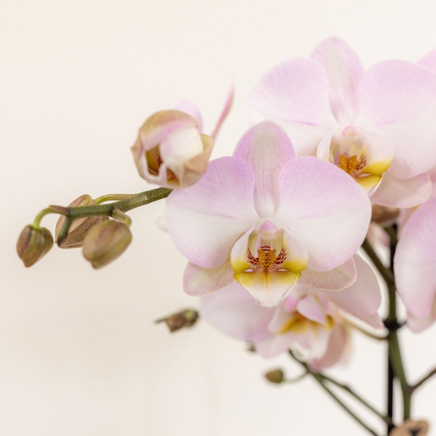 Pink Flowers Set in Cotton Basket incl. water reservoir - 3 Pink Orchids and 3 plants