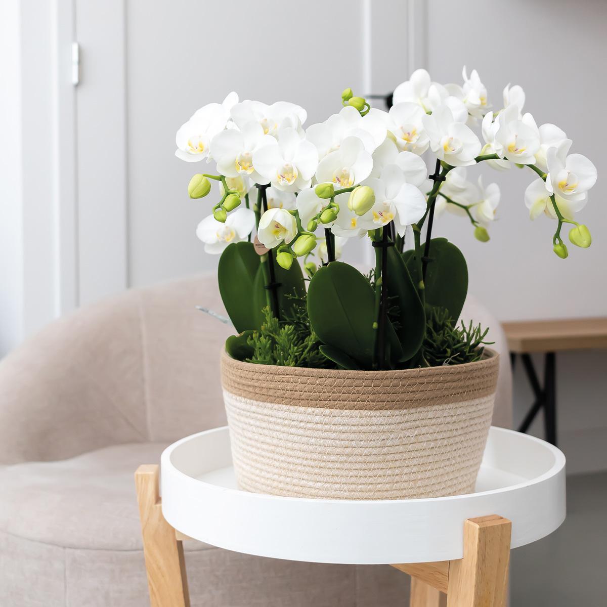 White plant set in Cotton Basket - 3 white Orchids Amabilis 9 cm + 3 green plants - Jungle Bouquet white + self-sufficient water reservoir.