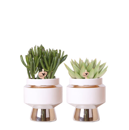 Succulent Set of 2 Plants in Silver Le Chic Pots - Ceramic Pot Size 9cm