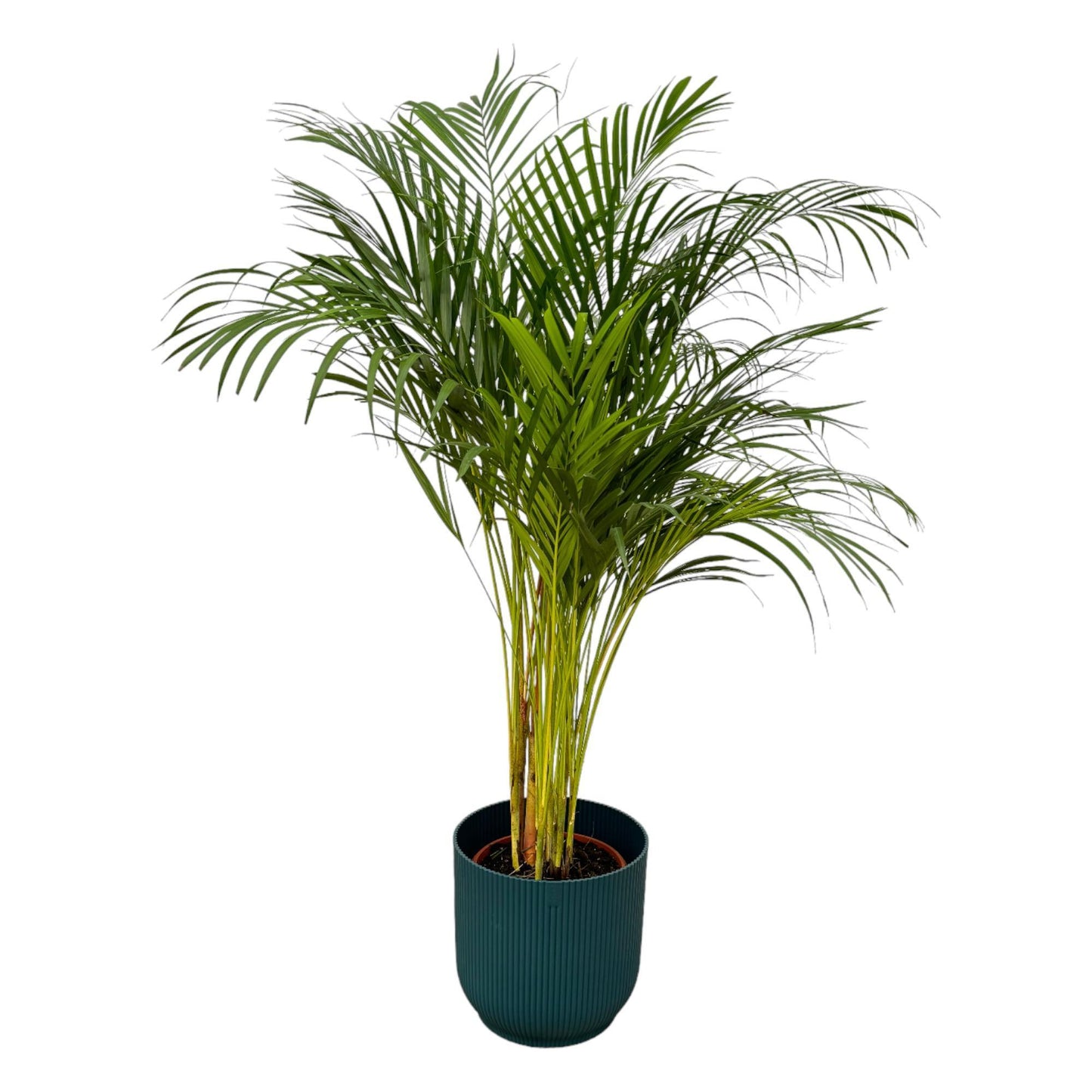 Palmera areca - Altura 130 cm + Maceta redonda plegable Elho Vibes - Azul D30xH27