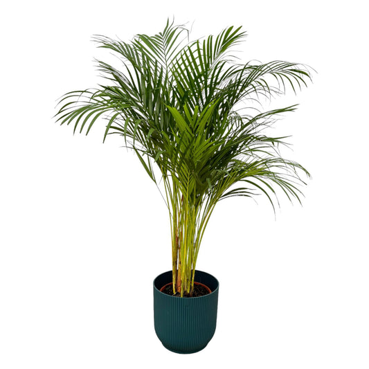 Areca palm - 130 cm - 24 cm + Elho Vibes Fold Rond blauw D30xH27