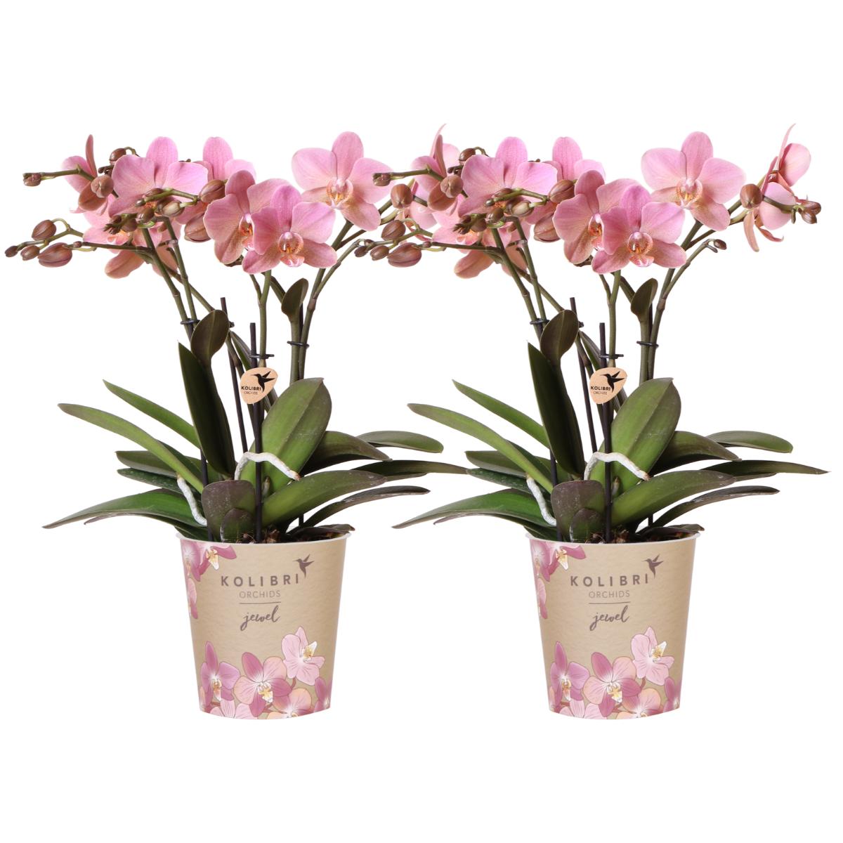 COMBI DEAL of 2 Pastel Pink Orchids - Treviso - pot size 12cm