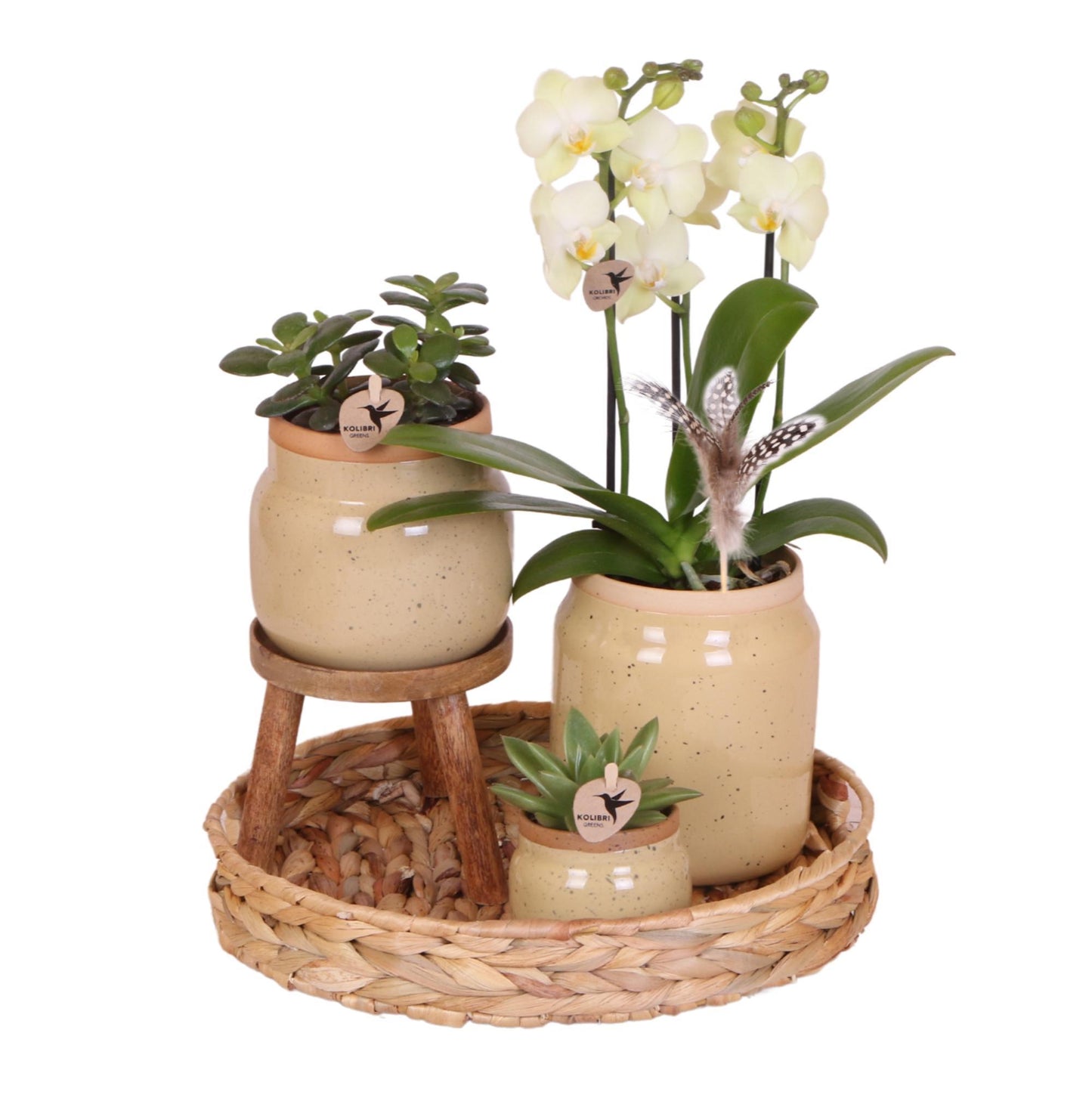 Gift Set Yellow Orchids in Vintage khaki pot and hyacinth tray