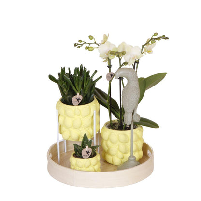 Geschenk Citrus Gele Phalaenopsis Orchideeën en Vetplanten incl. keramische potten