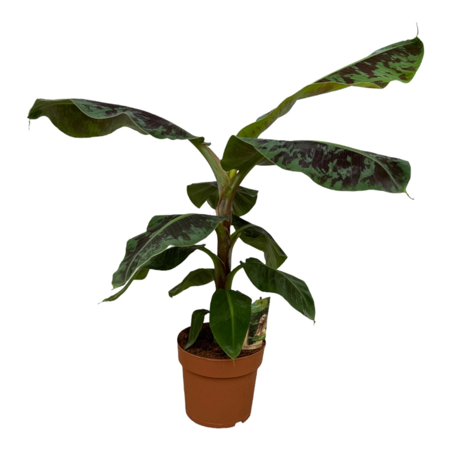 Bananen Plant Musa - Height 80 cm - Pot size 21 cm