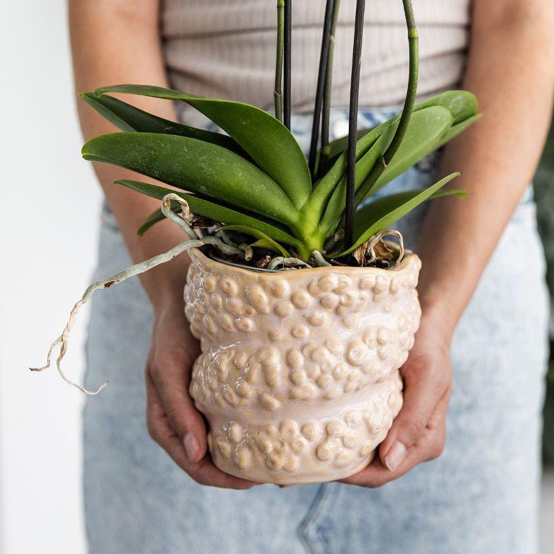 Gift Set Octopus Green Plant with Pastel Pink Orchid in Octopus Pink Decorative Pots on White Organic Tray