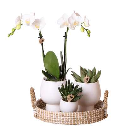 Geschenkset Scandic Wit - Plantenset met witte orchideeën en vetplanten inclusief keramische decoratieve potten