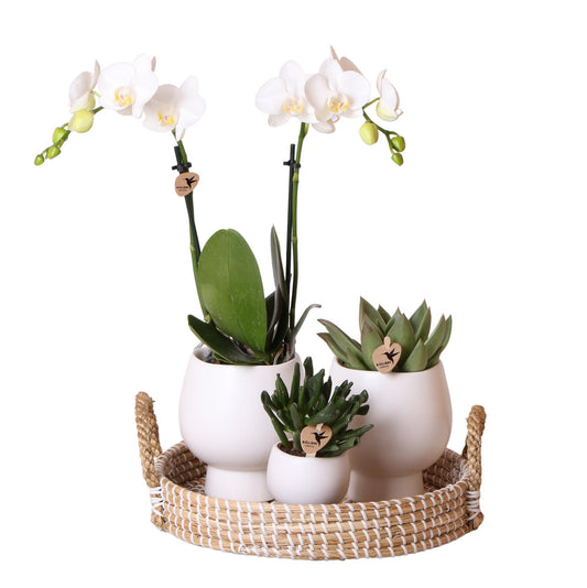 Gift Set Scandic White - Plant Set with White Orchid and Succulents including Ceramic Decorative Pots