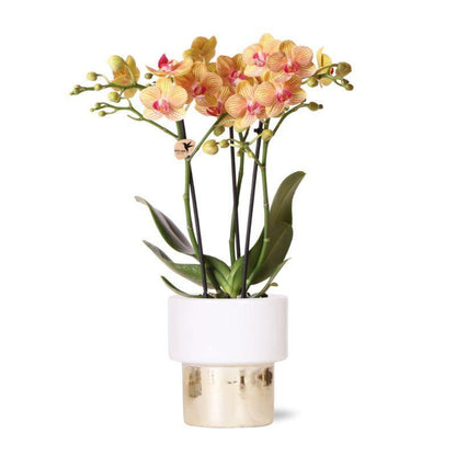 Witte Orchidee – Jamaica + Lush Pot – Potmaat 9cm – Hoogte 40cm