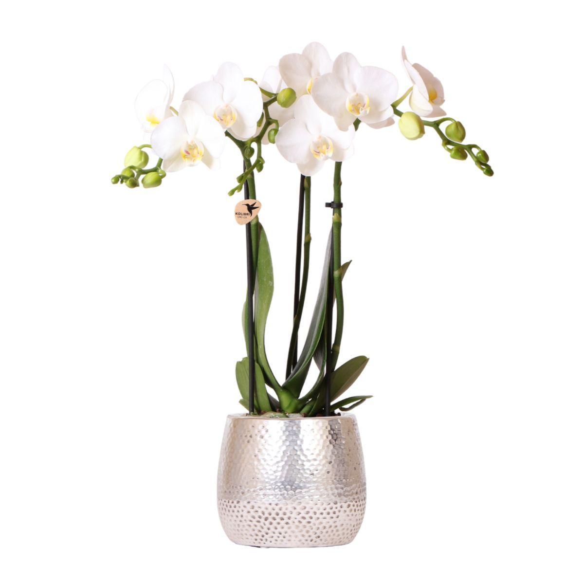 White Orchids Amabilis + Elite pot silver- pot size 9cm - 35cm height