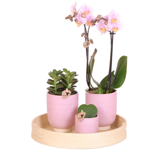 Pink Orchid Set with Succulent Plants + Ceramic Pots