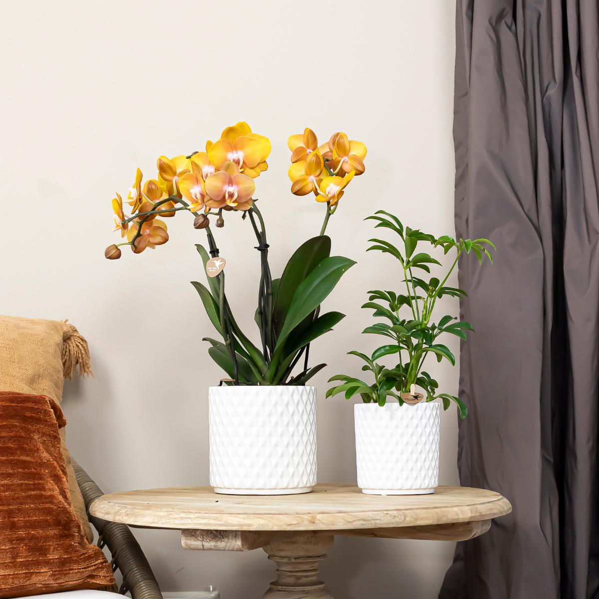 COMBI DEAL of 2 Orange Orchids - pot size 12cm