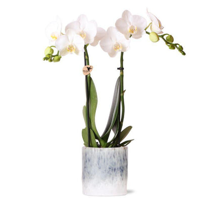 White Orchid – Amabilis + Sky Pot – Pot Size 9cm – Height 40cm