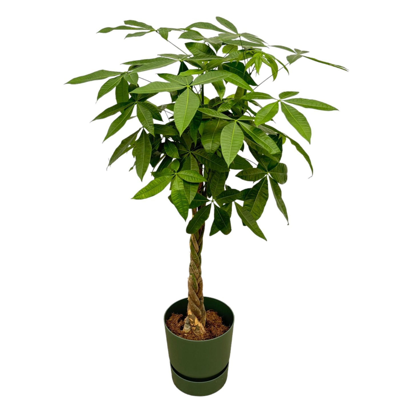 Pachira Aquatica + Elho Greenville Round green - 160 cm - 30 cm