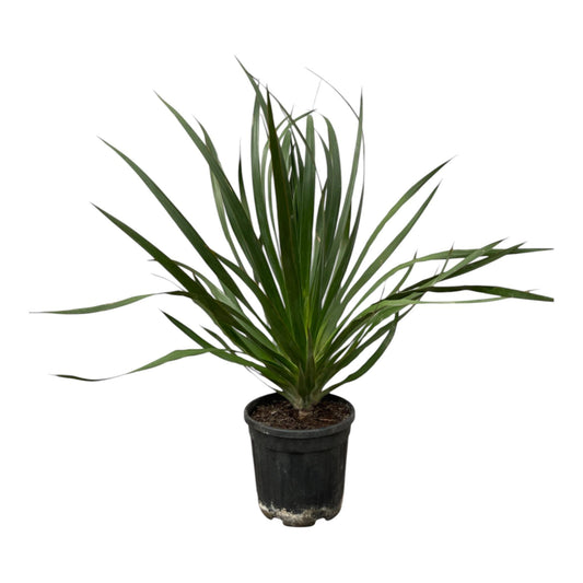 Dracaena Draco - 100 cm - 24cm