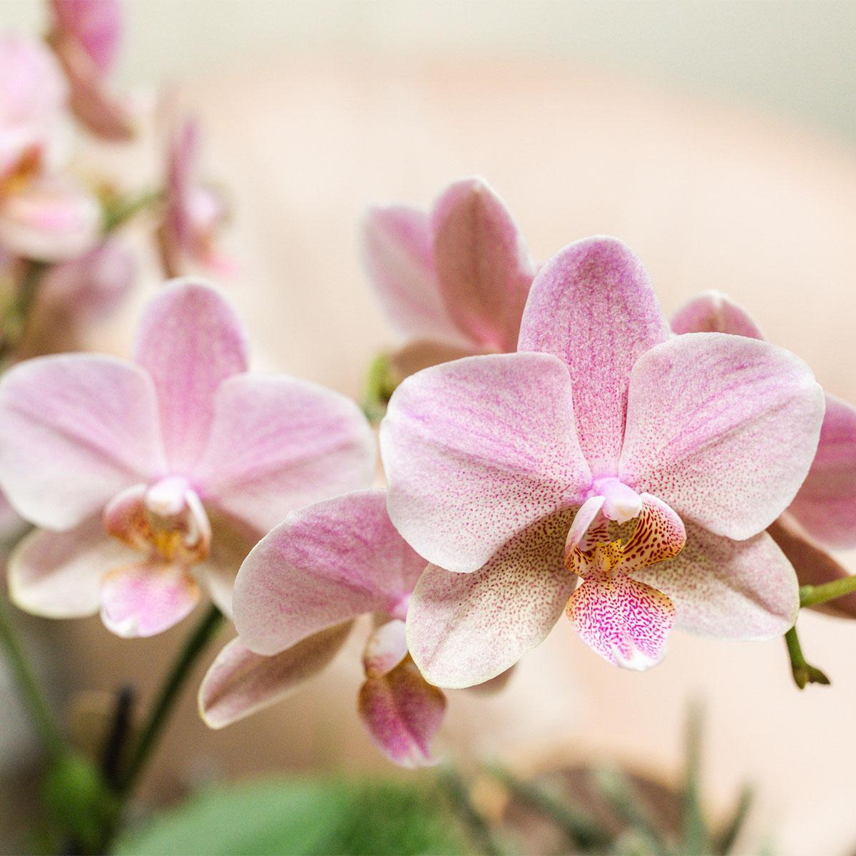 COMBI DEAL of 2 Pastel Pink Orchids - Treviso - pot size 12cm