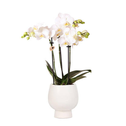 Witte Orchidee – Amabilis + Scandic Sierpot Wit – Potmaat 9cm – 45cm