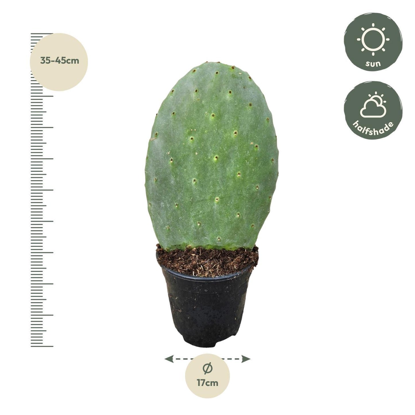 Opuntia Cactus - 40 cm - 17cm