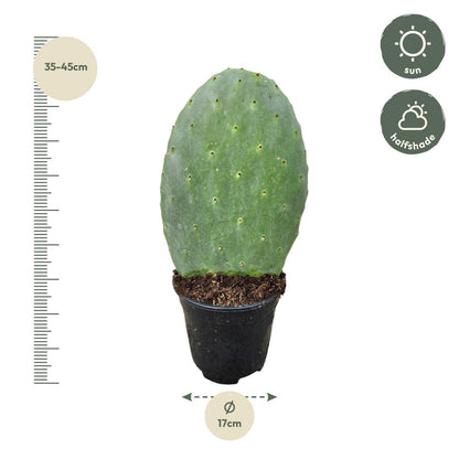 Opuntia Cactus - 40 cm - 17cm