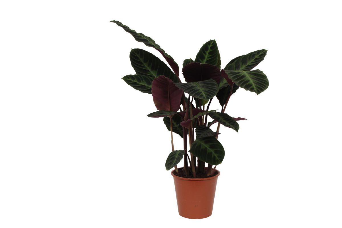 Calathea Warscewiczii - Height 80 cm - Pot size 19 cm