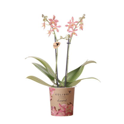 Oranje Orchidee - Spin - Potmaat 9cm