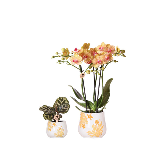 Koraaloranje orchideeën plantenset + oranje keramische potten