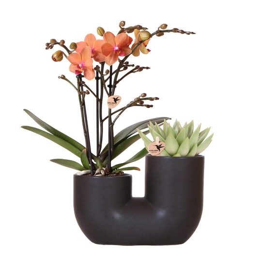 Set van Oranje Orchidee Bolzano en Succulent in Zwarte Buispot - Potmaat 9cm