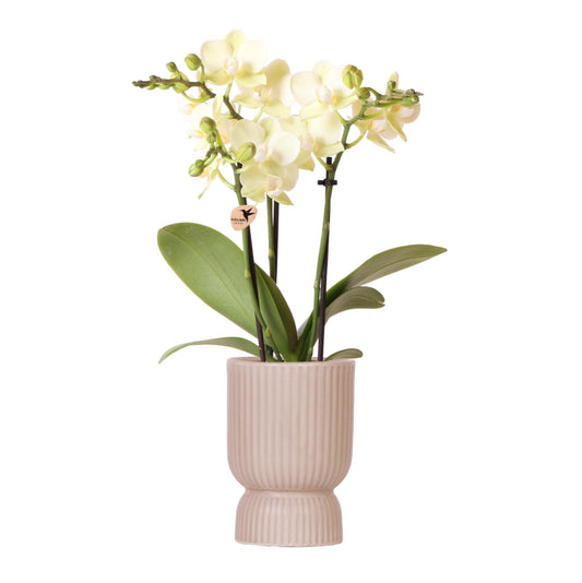 Gele Phalaenopsis orchidee - Mexico + Diabolo potzand - potmaat 9cm