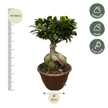 Ficus Microcarpa Ginseng - 50 cm - 25 cm