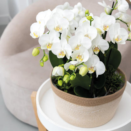 White plant set in Cotton Basket - 3 white Orchids Amabilis 9 cm + 3 green plants - Jungle Bouquet white + self-sufficient water reservoir.