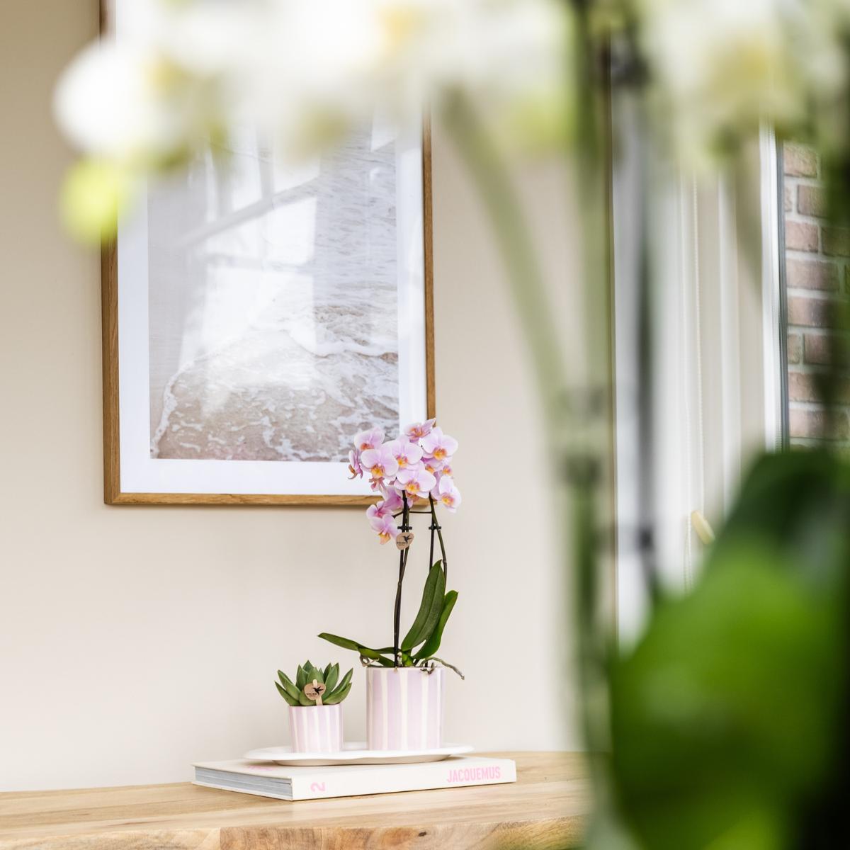 Gift Set Mediterranean Sunset Green Plant with Pink Orchid Andorra in Painted Stripe Decorative Pots on White Organic Tray