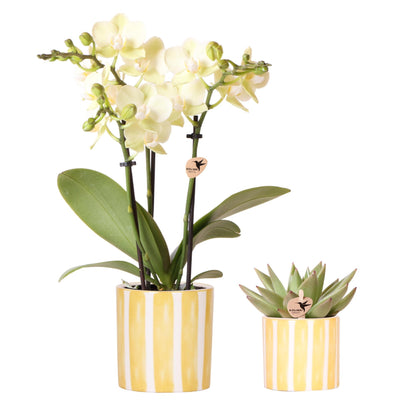 Set van gele orchidee Mexico en vetplant in gestreepte pot - potmaat 9 cm en 6 cm