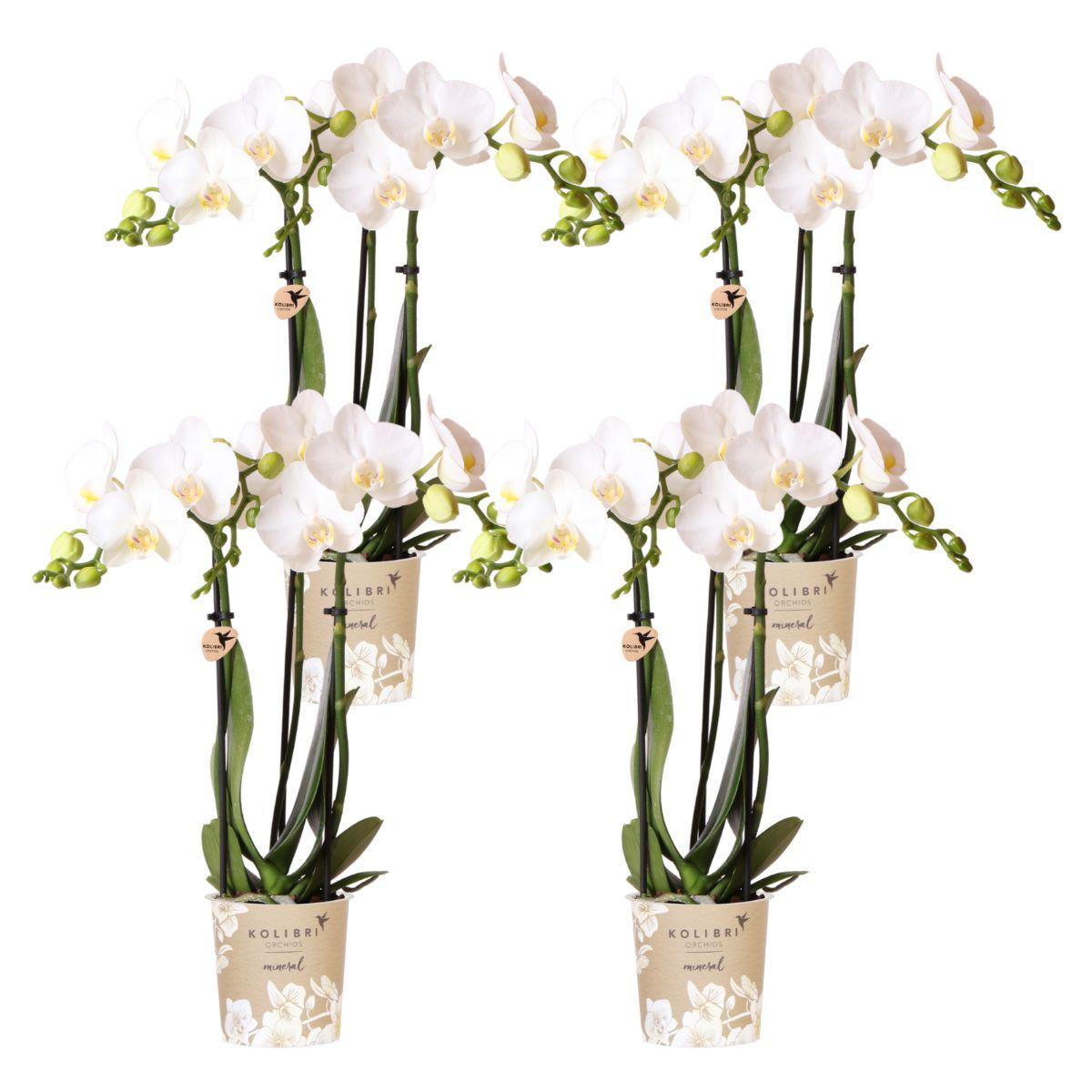 OFERTA COMBI de 4 orquídeas Amabilis blancas - maceta de 9 cm