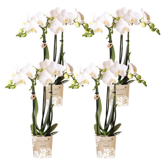 COMBI DEAL of 4 White Amabilis Orchids - pot size 9cm