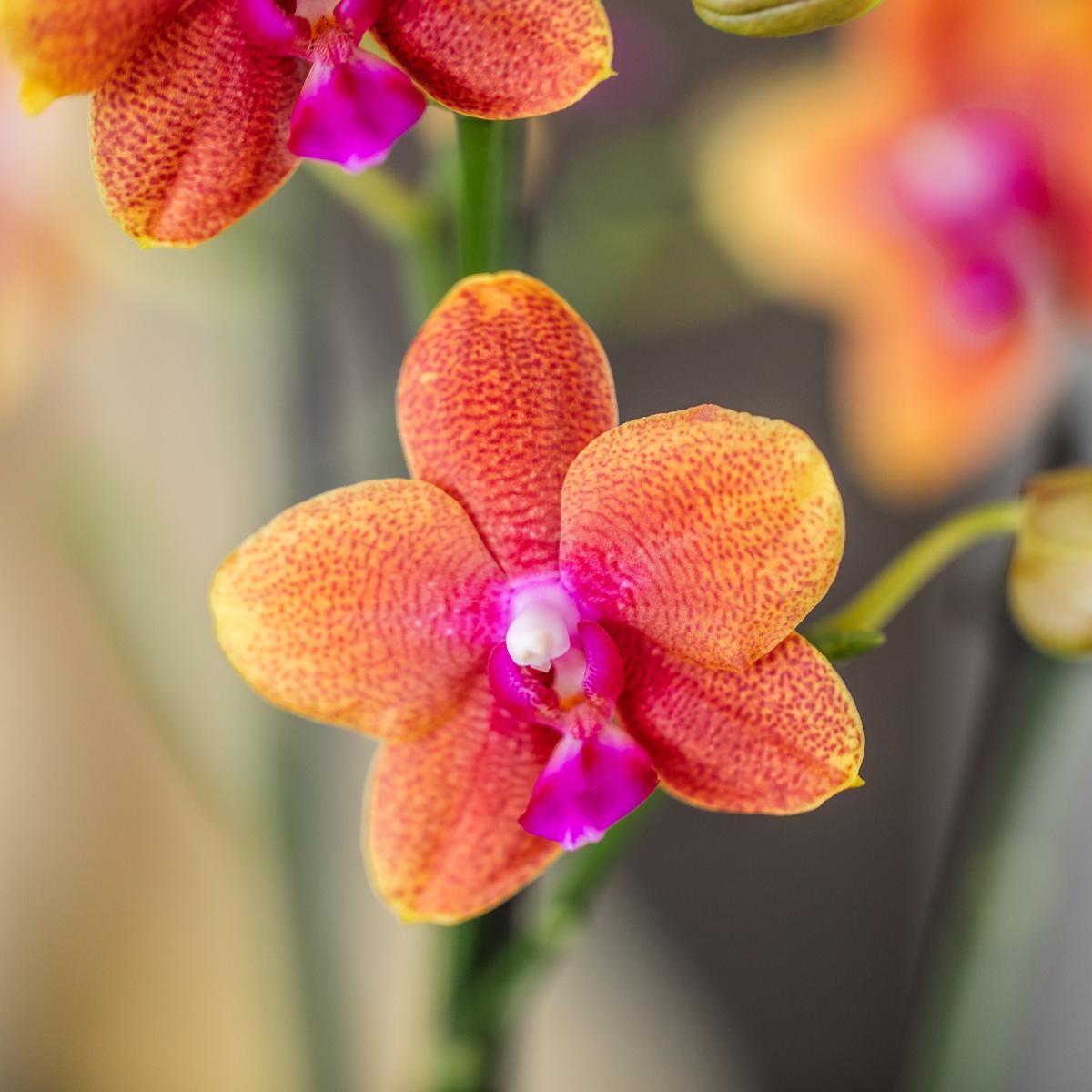 COMBI DEAL van 2 Geurige Oranje Orchideeën - potmaat 12cm