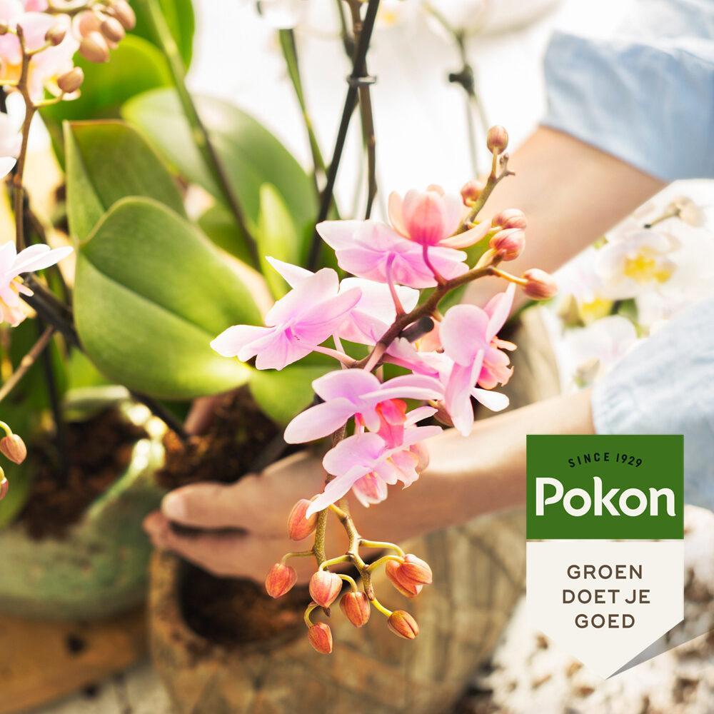 Pokon Powerspray Orchid 300 ml