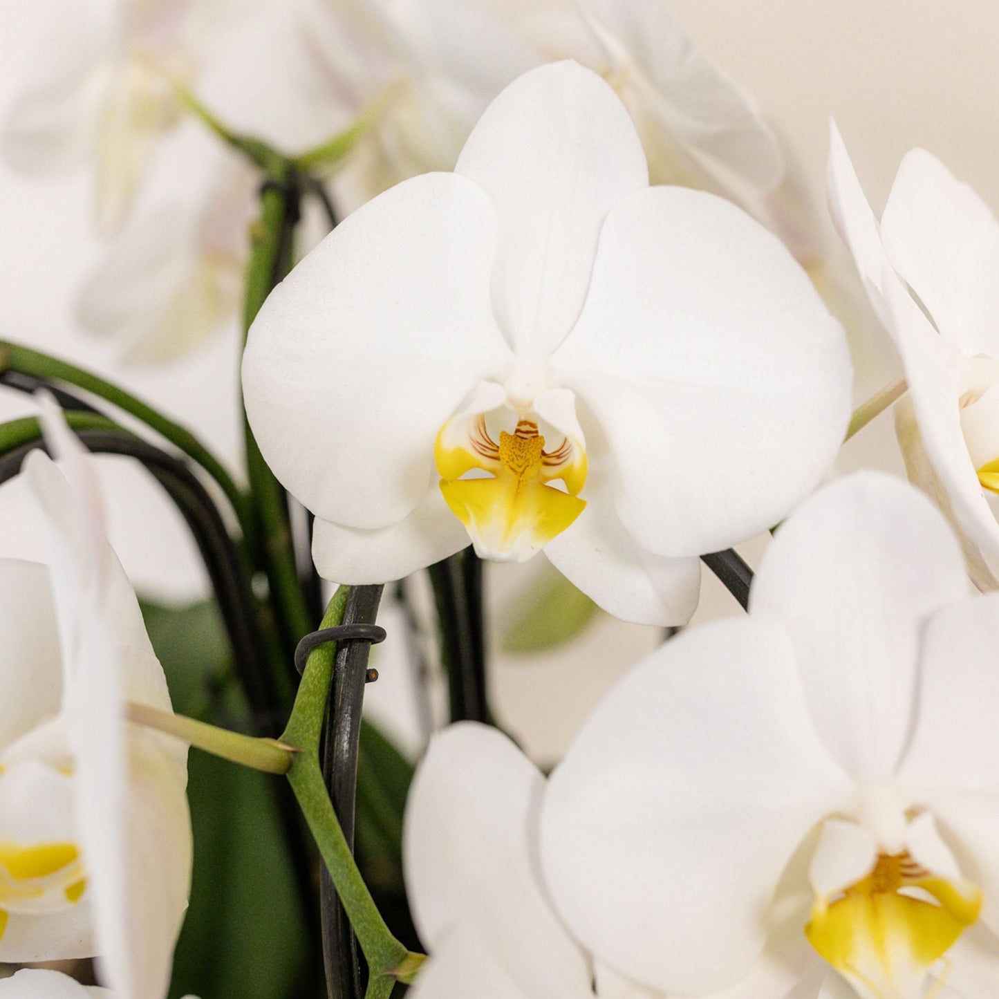 White Mono Orchid Set in Cotton Basket + Self-Sustaining Water Reservoir