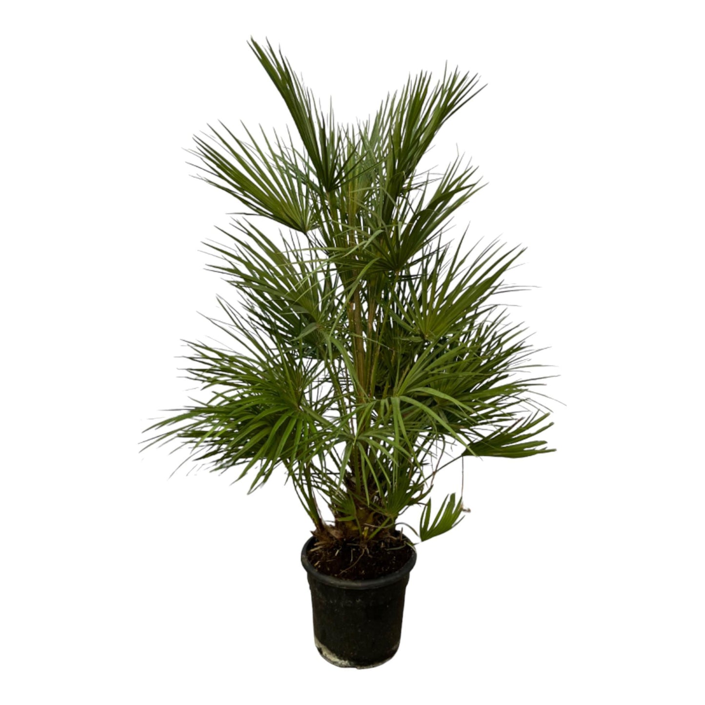 Chamaerops Humilis struik - 130 cm - 24cm