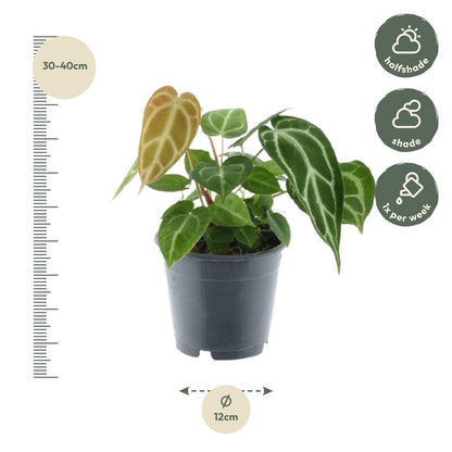 Green Mix 3 Plants - 35 cm - Pot size 12 cm - Monstera obliqua 'Monkey Leaf' + Philodendron Brandtianum + Anthurium Chrystallium