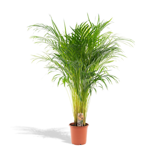 Areca Palm Tree - Height 110 cm - Pot size 21cm