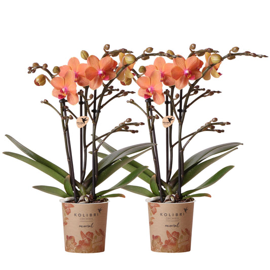 COMBI DEAL of 2 Orchids - Bolzano - pot size 9cm