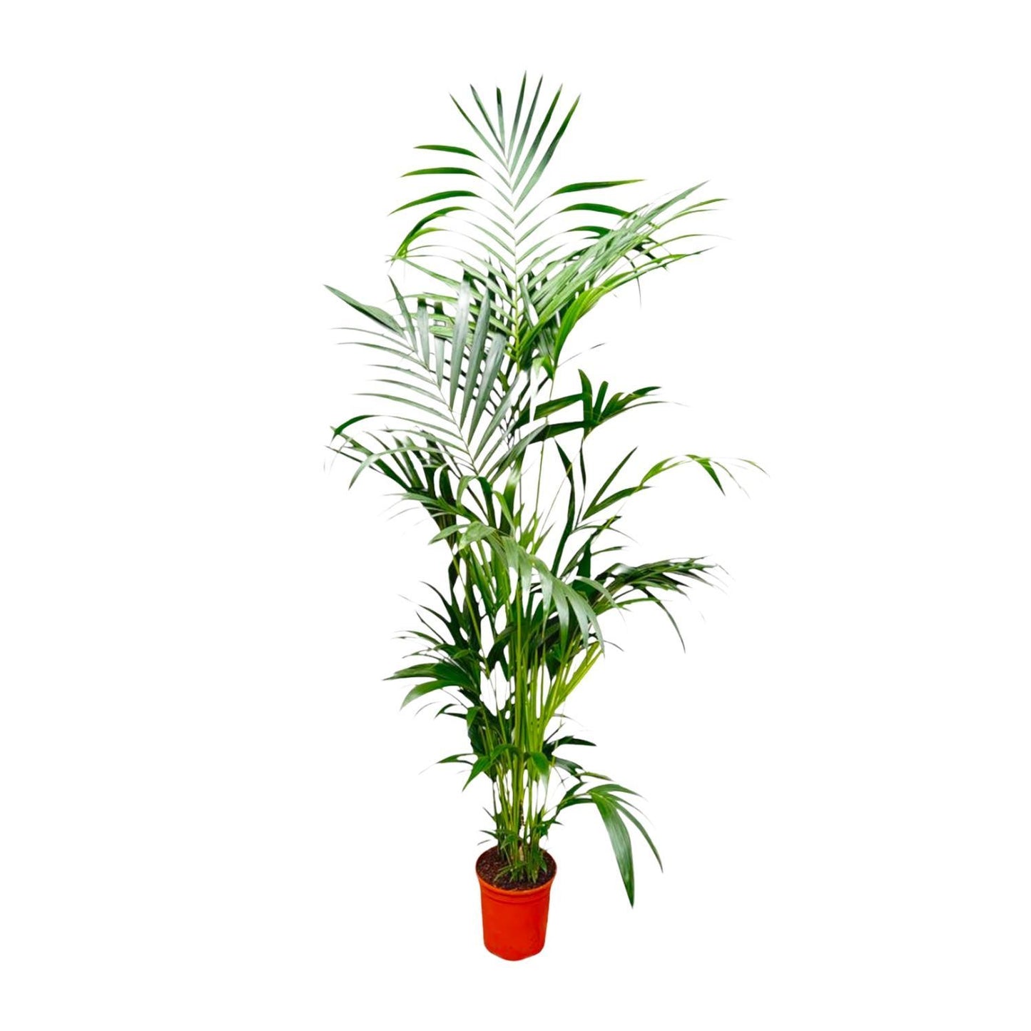 Kentia Palmboom - Hoogte 200 cm - Potmaat 24