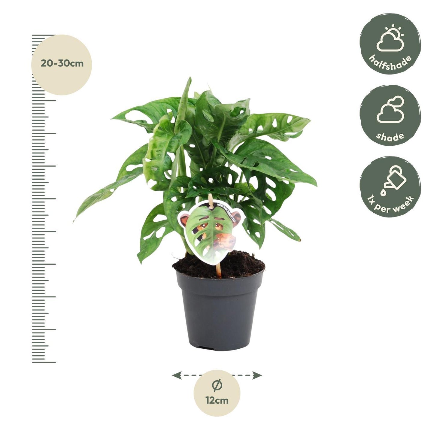 Monstera obliqua 'Monkey Leaf' - Height 25 cm - Pot size 12 cm