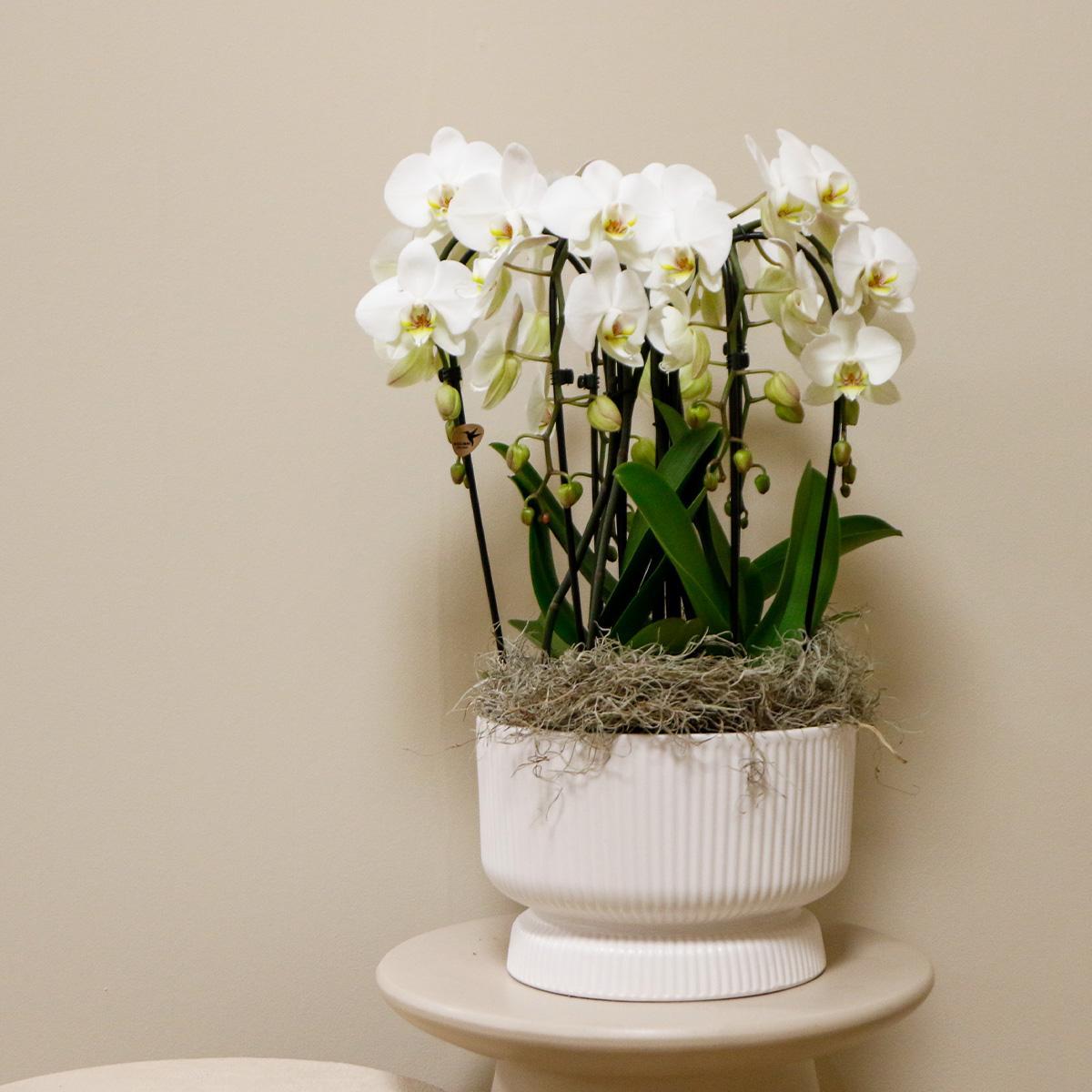 White Orchid Set in DIABOLO white dish incl. water reservoir